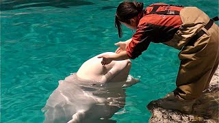 ベルーガ　柔らかいおでこと見事なジャンプ【名古屋港水族館】Beluga Port of Nagoya Public Aquarium