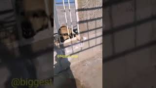 instagram Kurdish Dogs /PEJDAR DOG/TOP 10 AMAZING DOGS /ASSYRIAN/سه گی پشده ری