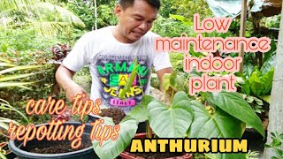 Anthurium plant | How to grow anthurium | Repotting and care tips