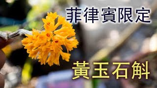 （關於蘭花） 來至菲律賓的黃玉石斛 /Dendrobium bullenianum／ 黃色帶有線條的石斛/ 石斛蘭上板