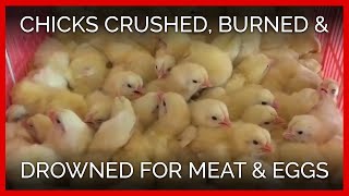 Chicks Crushed, Drowned, and Burned to Death for Eggs and Flesh