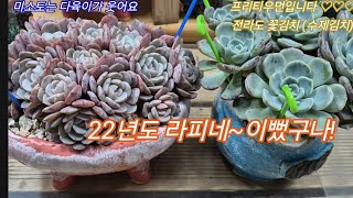 25.1.2.재분갈이 두번째 22년 라피네 식재해요 #다육이 #다육식물