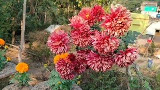 বাড়ির ছাদে শীতকালীন ফুল | Winter Flowers on the Roof of the House