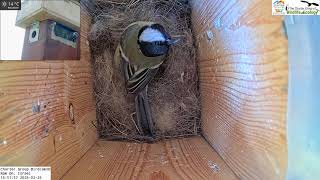 Great tit, building their nest in new LIVE CAM!