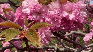 八重桜 関山 (カンザン)