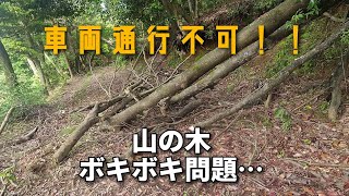 放置山林がバキバキに倒木してる理由　山地酪農珠の牧