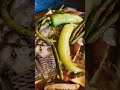 fish sinigang#ASMR # fish #sinigang