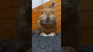 む！？おやつの気配 #cute  #bunny #rabbit