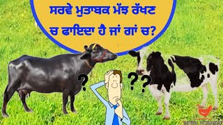 ਡੇਅਰੀ ਚ ਮੱਝ ਸਫਲ ਹੈ ਜਾਂ ਅਮਰੀਕਨ ਗਾਂ ਜਾਂ ਦੇਸੀ ਗਾਂ ?  /dairy farming ; cow or Buffalo ?