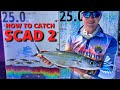 Cairns Black Marlin - How to Catch Scad - Sounder & Rigging