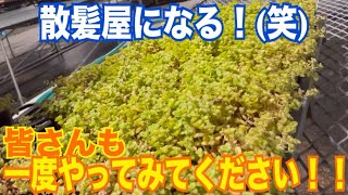 散髪屋💈になる‼️皆さんも一度やってみてください‼️✂️【多肉植物】【ガーデニング】