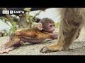 Primate Politics: How Monkeys Use Babies to Fix Broken Friendships | Natural Born Rebels | BBC Earth