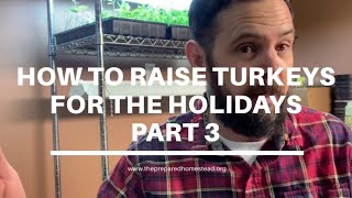 How to Raise Turkeys for the Holidays Part 3: How Much Does it Cost?