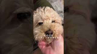 朝ケージに戻って行くむぎちゃん#トイプードル #犬#犬のいる暮らし#dog