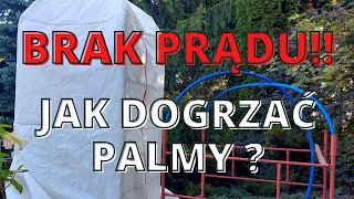 JAK DOGRZAĆ PALMY KIEDY  BRAKUJE PRĄDU A NA DWORZE  JEST SILNY MRÓZ