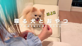 喋る犬のおやつタイムはこんな会話