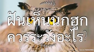 EP 39: ฝันเห็นนกฮูก ทำนายว่าอย่างไร เลขเด่น เป็นมงคล คืออะไร?!?