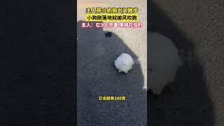 主人帶小奶狗出門散步，小狗剛落地就被風吹跑，主人：它300克重 像棉花似的 #博美 #狗狗