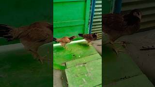 இதுல யாருடா தியாகி#funny #chicken #shorts #