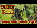 1 Minggu Menjelang Panen Kacang Ijo Organik Tanpa Olah Tanah