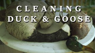 How to clean geese \u0026 ducks (Breast, Wings, Thighs \u0026 Offal)