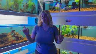 TRIGGERS, GOBIES, SEVERUMS, AND MORE | WEEKLY UPDATE #aquascape #freshwaterfish #saltwateraquarium