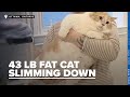 A Fat Cat's Journey to weightloss!