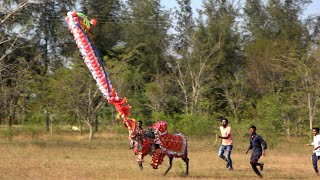 Decorated Jallikattu Stud Bull Running exercise | Haveri Rakshasa Jallikattu Bull Keremattihalli