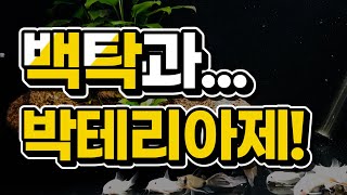 초기세팅. 박테리아제 넣고 백탁이 왔다면?? [백탁\u0026박테리아제 QnA]