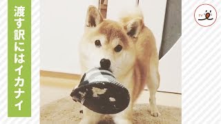 大事なスリッパを渡したくない！！ でもチョットだけなら…と貸してくれるワンコ😘🐕【PECO TV】