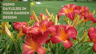 Daylily Garden Design: Pro Tips for Success