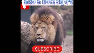 ଭାରତ ର ଜାତୀୟ ପଶୁ ସିଂହ🦁 INDIA NATIONAL ANIMAL LION