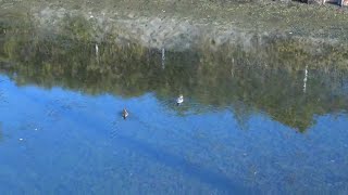 今年も戻って来た鴨たち　#風景動画