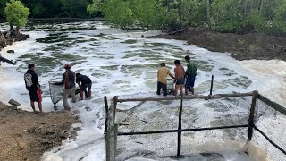 Panen Ikan Bandeng dan Kepiting di Tambak Tradisional Tarakan