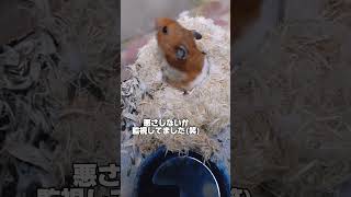 ハムスターに飼い主が近づくと…#cute #youtubeshorts  #pets