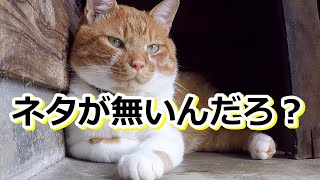 長いわ！ひたすら猫さんが寝ている映像【侵入した野良仔猫】～家猫修行中～