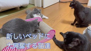 新しいベッドに大興奮する猫達