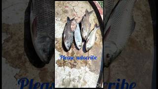 Fishing #live fishes #fishing by net#fishes#acquaculture#fish pond#  చేపలు పట్టం#