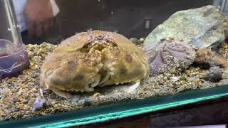 メガネカラッパ動く！鳥羽水族館