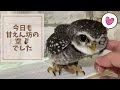 ふくろうの空🦉ベタ慣れフクロウ今日も、あまえんぼ❣️