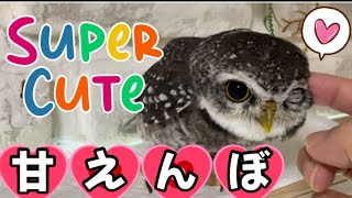 ふくろうの空🦉ベタ慣れフクロウ今日も、あまえんぼ❣️