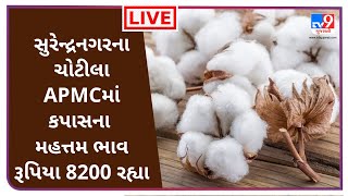 Mandi : સુરેન્દ્રનગરના ચોટીલા APMCમાં કપાસના મહત્તમ ભાવ રૂપિયા 8200 રહ્યા |  APMC |  GUJARAT | #TV9D