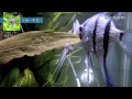 【チャーム】エンゼルフィッシュの子育て pterophyllum scalare var