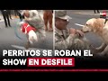 Fiestas Patrias: perritos de la Marina de Guerra del Perú se lucen con maniobras previo al desfile