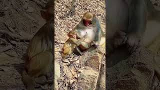 #Baby Monkey Cries, Want To Breastfeed But Mother Monkey Does Not Agree #saveanimal #thedodo #shorts