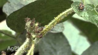 Soybean Treatments #902 (Air Date 7/19/15)