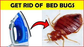 DIY Heat treatment for Bed Bugs