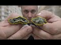 I got 2 TWO HEADED TURTLES!! and BECAME a FIREMAN For The DAY! | BRIAN BARCZYK