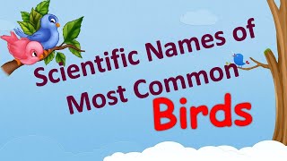 Scientific Names Of Most Common Birds ~ Learn Birds Scientific Names