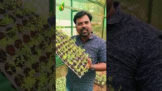 കാരറ്റ് കൃഷി തുടങ്ങാം | CARROT CULTIVATION | SK.SHINU | #keralahitechfarming #agriculture  #farming